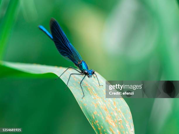 banded demoiselle on green leaf - dragon fly stock pictures, royalty-free photos & images