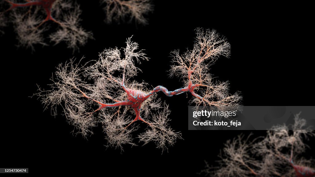 Neuron cell close-up view