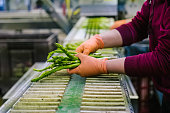 female hands in protective gloves sort asparagus at production line