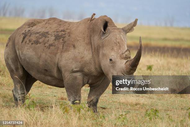 Rhino - Rhinoceros with Bird and Baby White rhinoceros Square lipped rhinoceros Ceratotherium simum