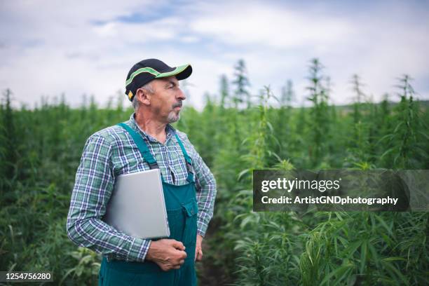 senior man examining growth process in hemp fields. - cannabis business stock pictures, royalty-free photos & images