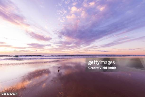 vibrant colored sunrise over the ocean with clouds reflecting on the sand and a lone seagull - moody sky background stock pictures, royalty-free photos & images