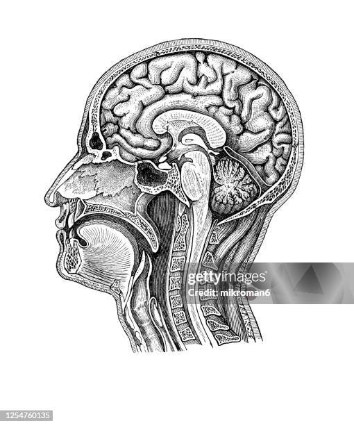 old engraved illustration of human brain, head and neck - biomedicinsk illustration bildbanksfoton och bilder