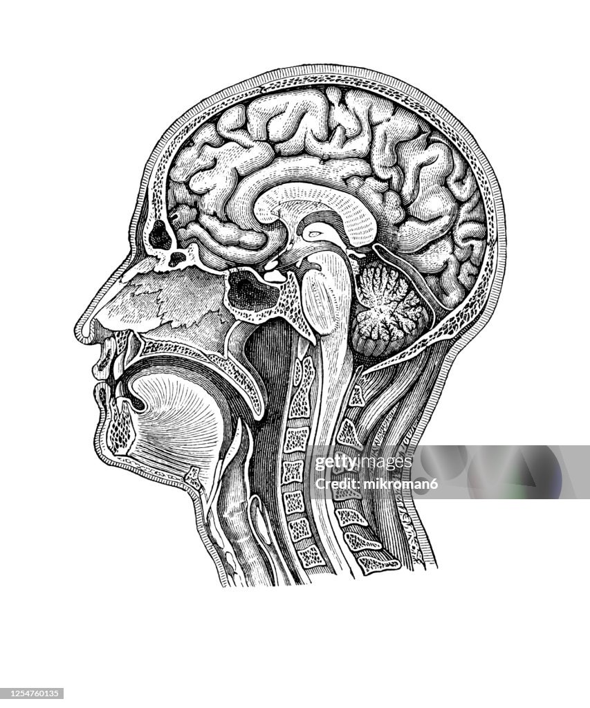 Old engraved illustration of Human Brain, head and neck