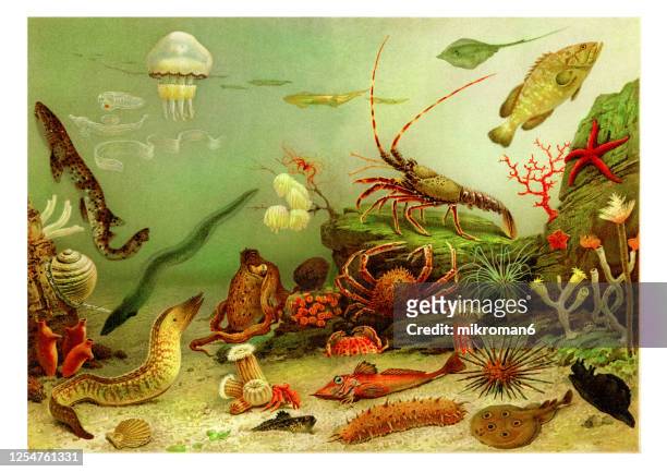 old engraved illustration of aquarium - invertebrate stock pictures, royalty-free photos & images