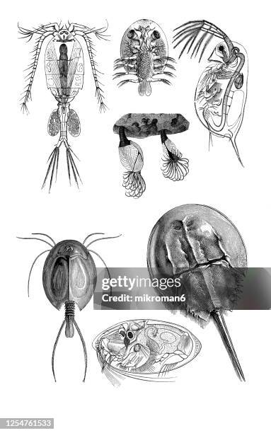 old engraved illustration of crustaceans animals - granchio reale foto e immagini stock