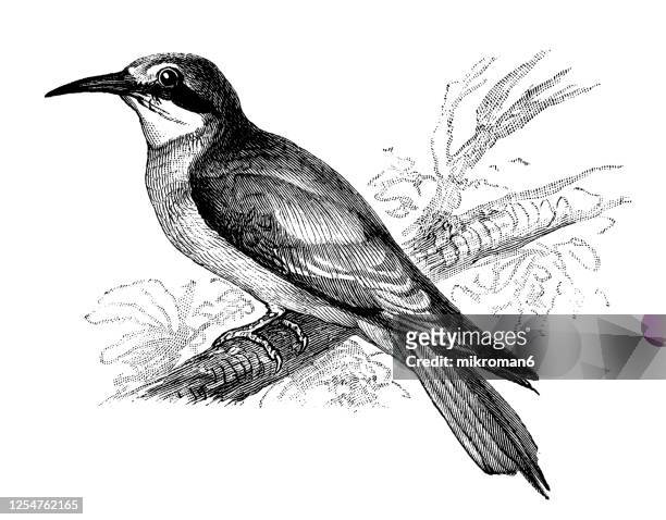 old engraved illustration of the european bee-eater bird - ornithology - bird portraits stock-fotos und bilder