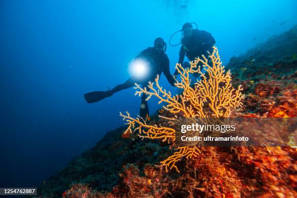 duiken verkennen en genieten van koraalrif zeeleven watersport watersport duiker oogpunt. gorgonian koraal - deep sea diving stockfoto's en -beelden