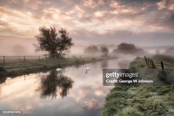 swans  ii - hertfordshire stock pictures, royalty-free photos & images