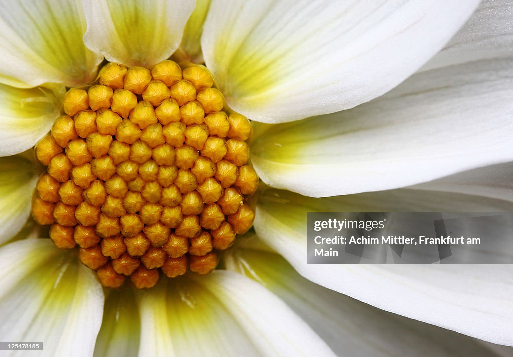 Center of simple white dahlia