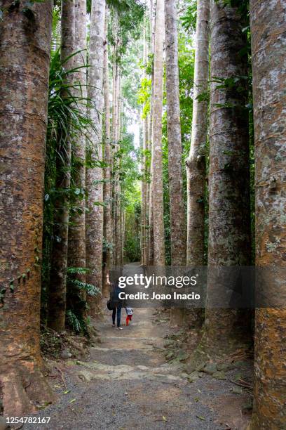 walk in the forest - kauri tree stock-fotos und bilder