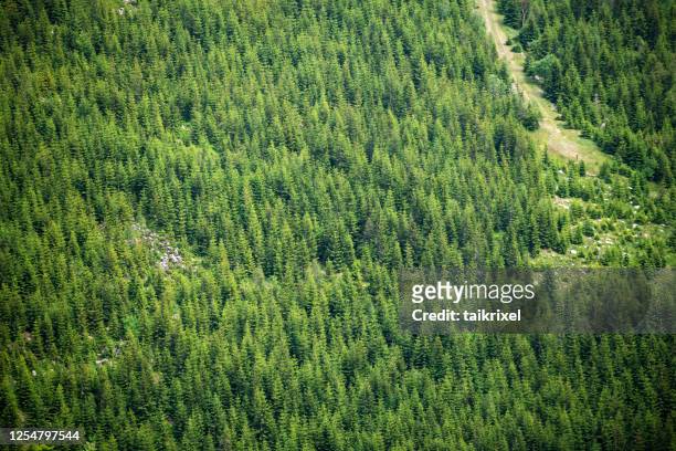 green forest, czech republic - czech republic mountains stock pictures, royalty-free photos & images