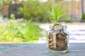 Coins in glass jar and growing tree. Concept of profitable cash investments.