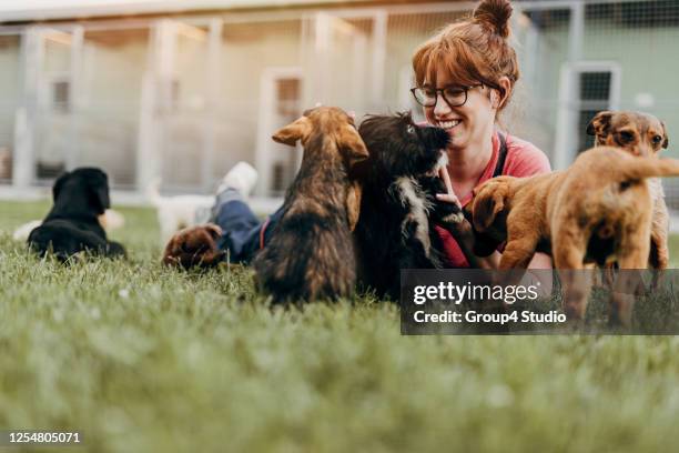 young woman in animal shelter - animal volunteer stock pictures, royalty-free photos & images