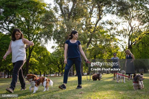 dog-walkers walking around a public park - dog park stock pictures, royalty-free photos & images