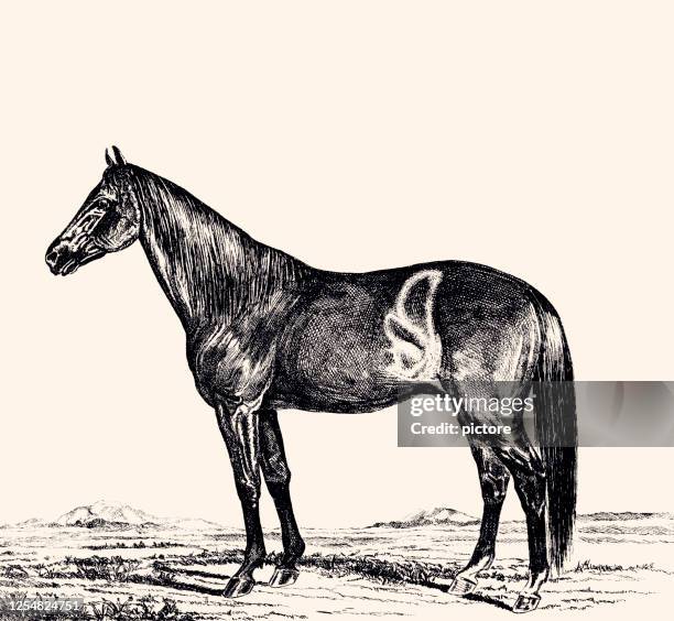 black horse (xxxl) - horse front view stock illustrations
