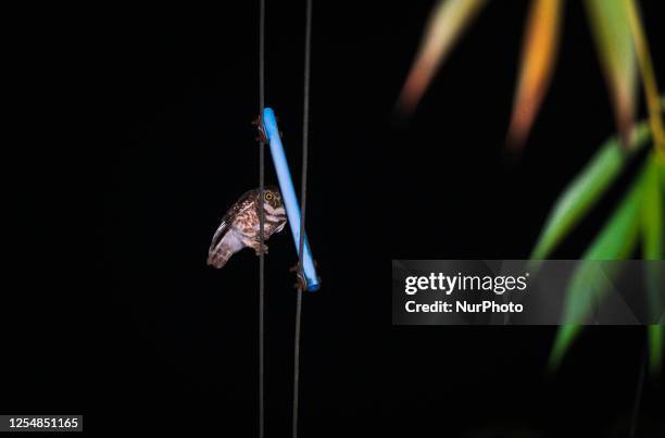 Spotted owlet is a small uncrested owl with a round head and a short tail, sitting on electric wires and bending its neck and peering at late night...