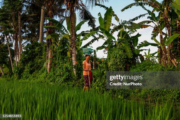 Balinese old woman carrying offerings of Balinese Hindu called ''Canang'' as she walks through a paddy field in Ubud, Bali, Indonesia on May 14,...