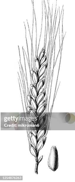 old engraved illustration of spelt, dinkel wheat or hulled wheat (t. spelta), grain plant - spelt stock pictures, royalty-free photos & images