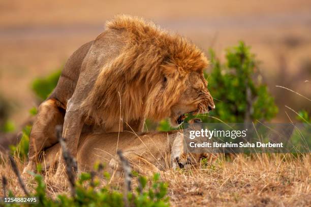 the close-up view of male lion (panthera leo) roaring while mating at plain - accouplement animal photos et images de collection