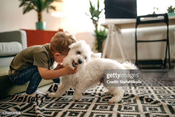 mijn lieve doog - excited dog stockfoto's en -beelden