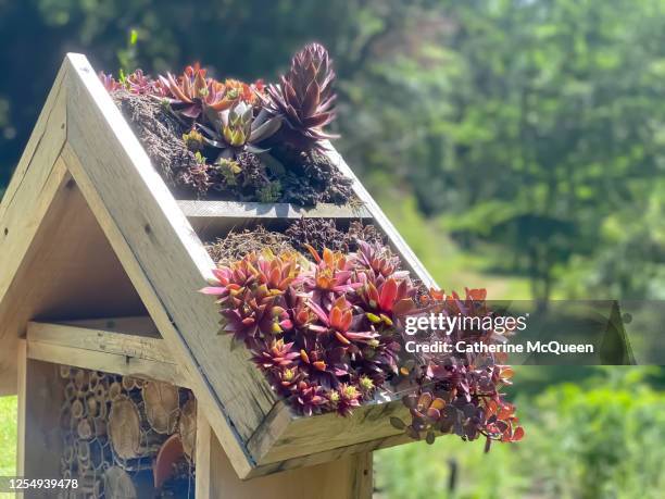 wooden garden insect home topped with succulent plants - animal nest stock pictures, royalty-free photos & images