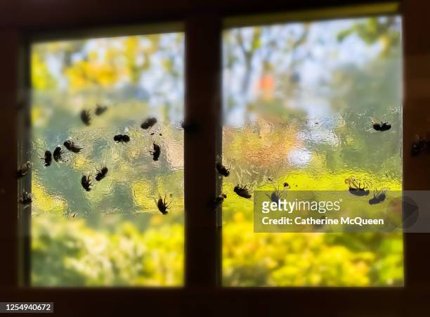 houseflies stuck to clear adhesive flypaper on window - pest fotografías e imágenes de stock