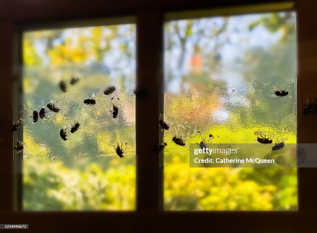 Houseflies stuck to clear adhesive flypaper on window