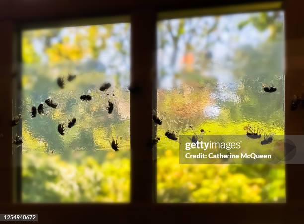 houseflies stuck to clear adhesive flypaper on window - housefly 個照片及圖片檔