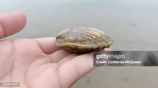 Berican Shell African American Sea Shell Photos and Premium High Res Pictures - Getty ...
