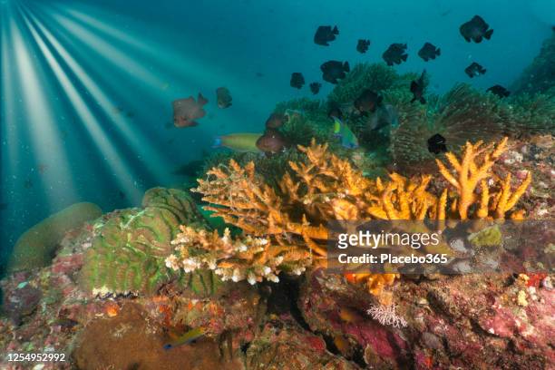 staghorn coral ghost net entanglement on beautiful underwater coral reef - staghorn coral stock pictures, royalty-free photos & images