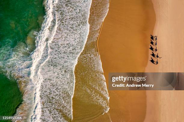 aerial view of camels on beach with waves, coastline in australia - camel active fotografías e imágenes de stock