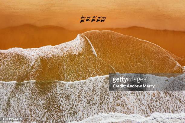 aerial view of camels on beach with waves, coastline in australia - camel active fotografías e imágenes de stock
