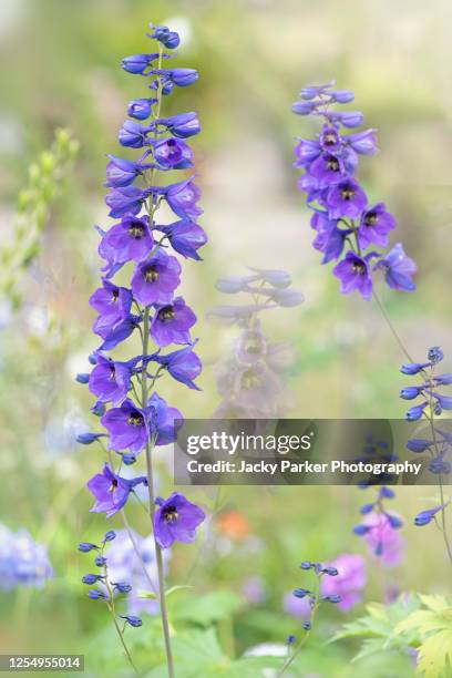 close-up image of beautiful, blue delphinium flowers also known as larkspur - delphinium stock pictures, royalty-free photos & images