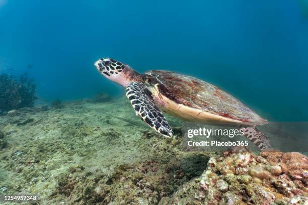 hawksbill meeresschildkröte schwimmen auf unterwasser korallenriff - threatened species stock-fotos und bilder