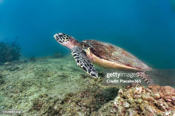 hawksbill sea turtle swimming on underwater coral reef - espécie ameaçada imagens e fotografias de stock