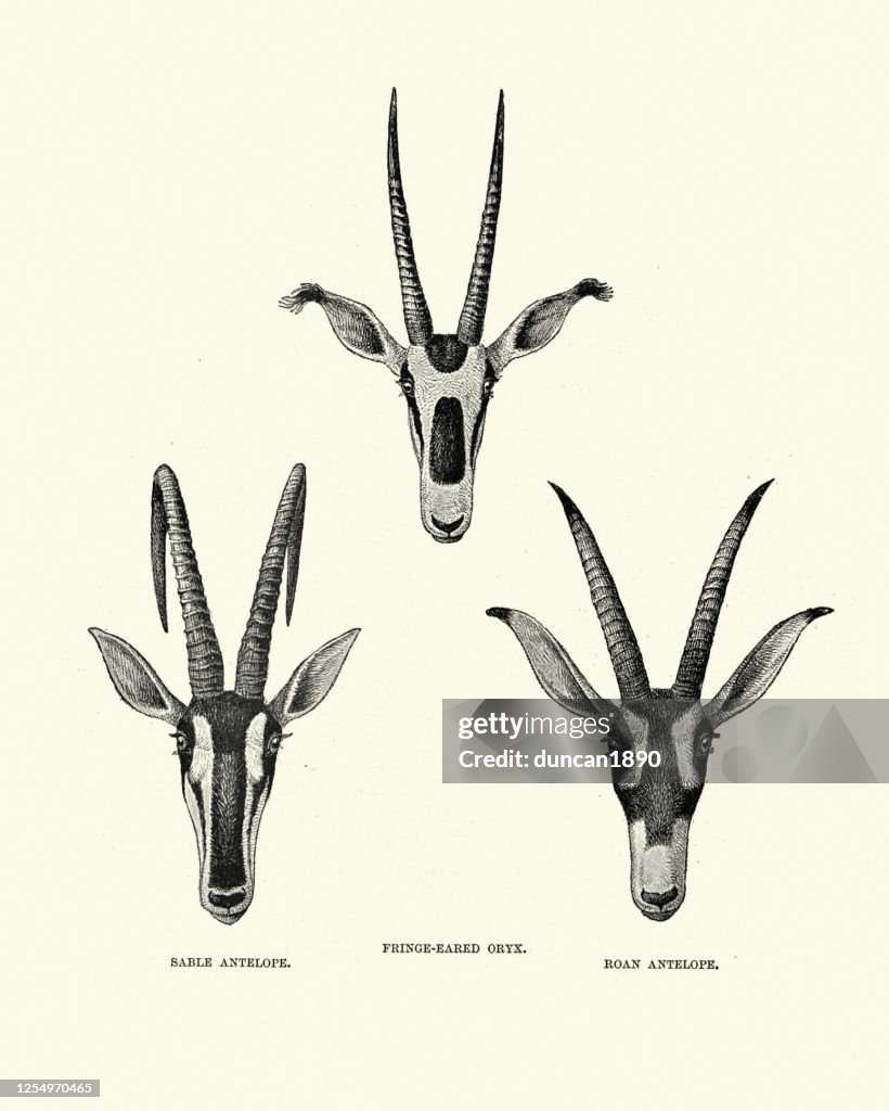 Fringe eared oryx, Roan antelope and Sable antelope