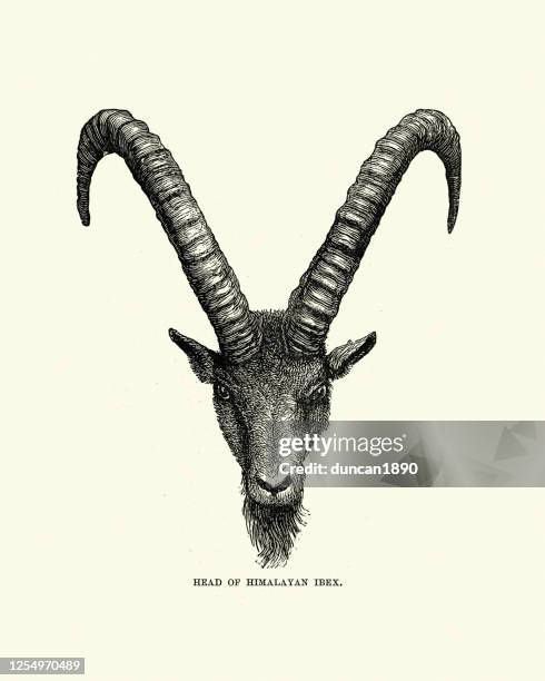 2 128点のヤギイラスト素材 Getty Images 2 128点のヤギイラスト素材 Getty Images