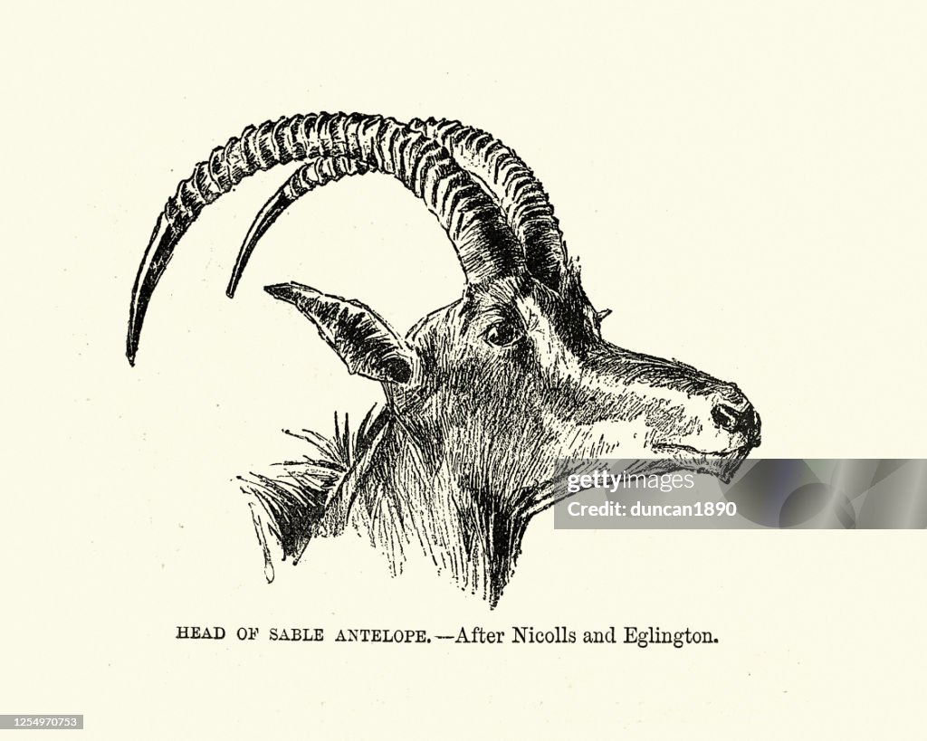 Sable antelope (Hippotragus niger)