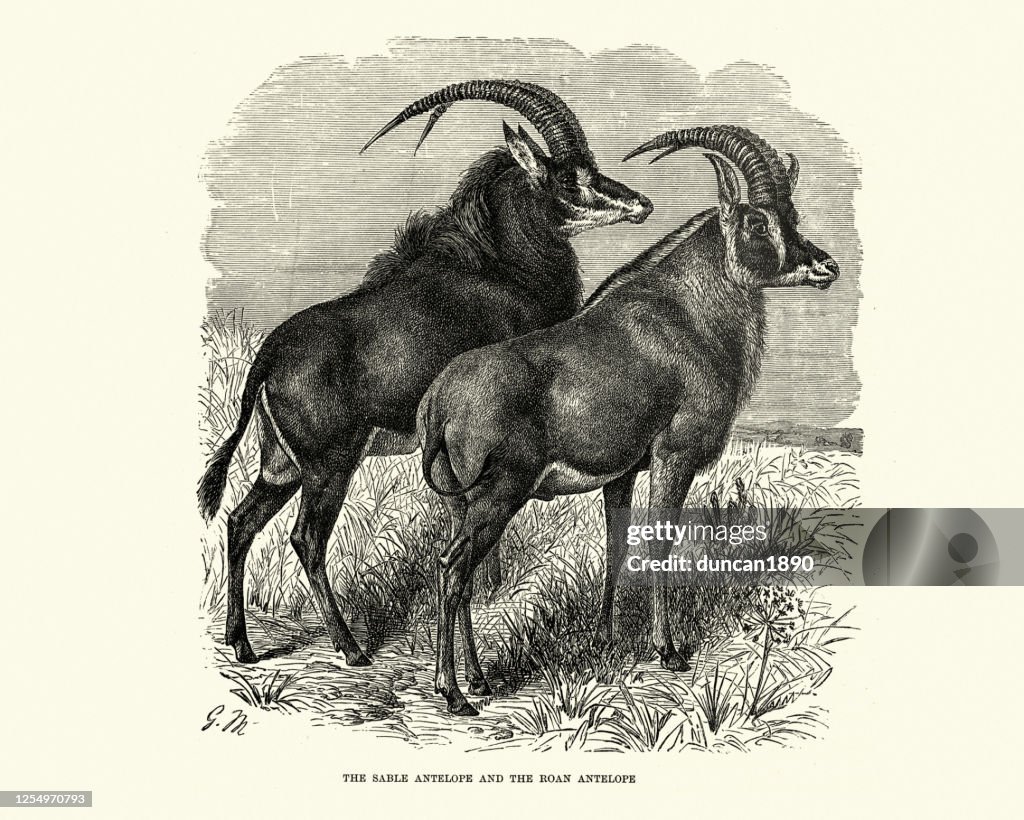 Sable antelope (Hippotragus niger) and Roan Antelope (Hippotragus equinus)