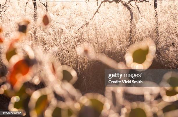 close up of frosty red and green leaves with vines of a vineyard at sunrise. australia - australia winery stock pictures, royalty-free photos & images