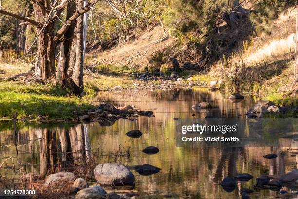 Condamine Rqld 36 Condamine Queensland Stock Photos, High-Res Pictures, and Images ...