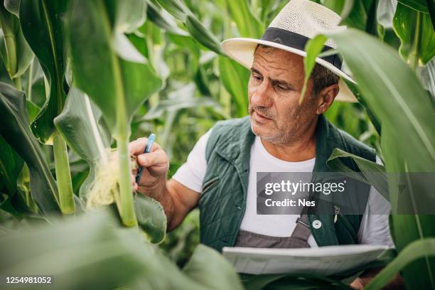 quality control of maize cultivation - maize harvest stock pictures, royalty-free photos & images