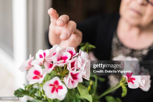 femme touchant des fleurs sur sa fenêtre - balcon fleuri photos et images de collection