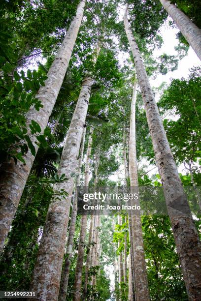 kauri trees - kauri tree stock pictures, royalty-free photos & images