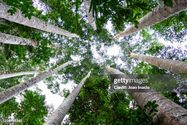 kauri trees - kauri tree stock pictures, royalty-free photos & images