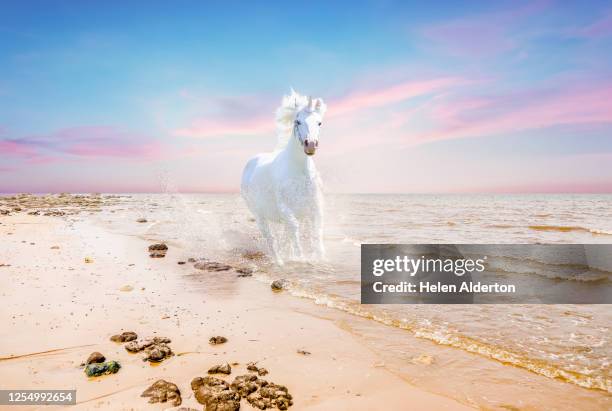 white unicorn on the beach - unicorn 個照片及圖片檔