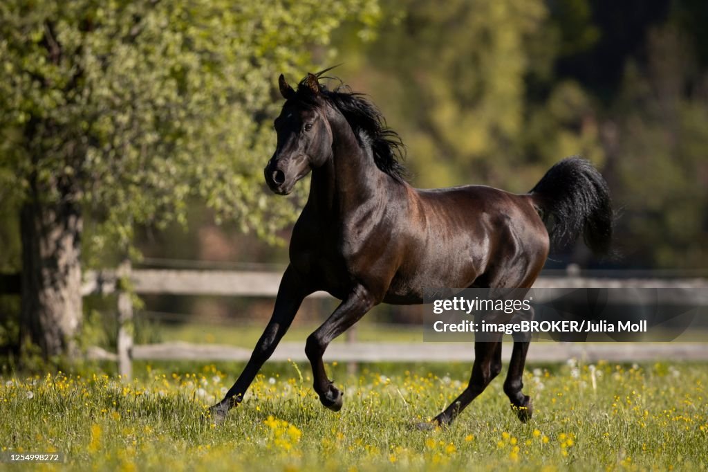 Thoroughbred Arabian black stallion in spring on the pasture, Tyrol, Austria