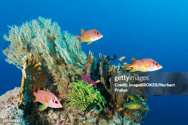 coral block with different stony corals (scleractinia), melithaea gorgonian (melithaea sp.), feather star, yellow (crinoidea) and sabre squirrelfish (sargocentron spiniferum), three, great barrier reef, coral sea, pacific - long jawed squirrel fish stockfoto's en -beelden