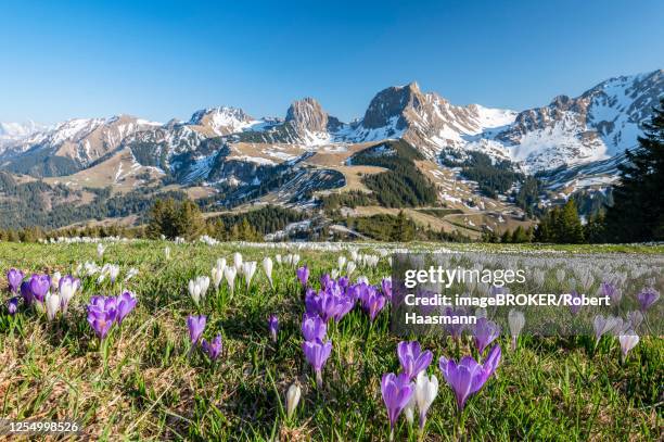 blossoming crocus meadow near gurnigelpass, bernese alps with nuenenenflue, gantrisch, berg ochsen, bernese oberland, canton bern, switzerland - bernese alps stock pictures, royalty-free photos & images